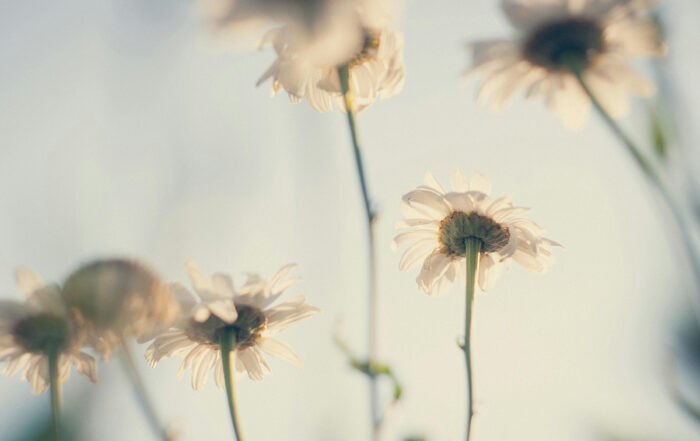 Flowers to curb sensory overload