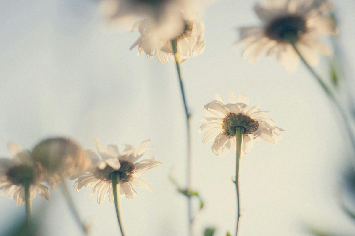 Flowers to curb sensory overload